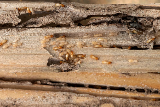 Best Wildlife Control Services  in Farmingdale, NY